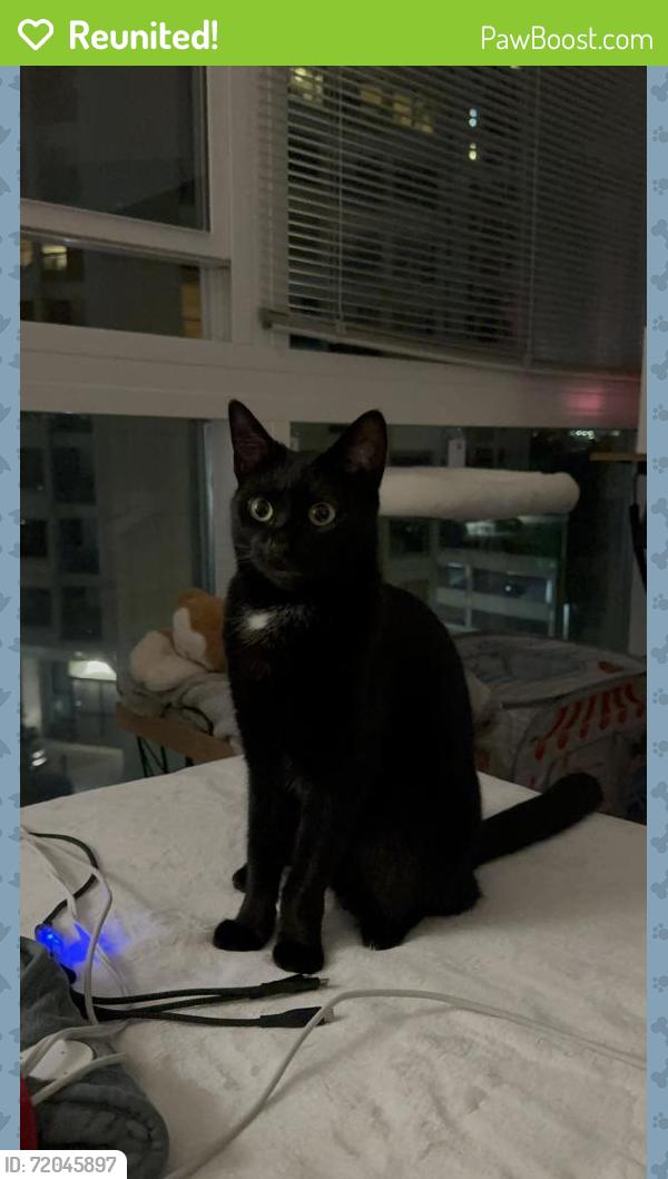 Reunited Female Cat last seen Near Christie Ave, Emeryville, CA 94608, USA, Emeryville, CA 94608