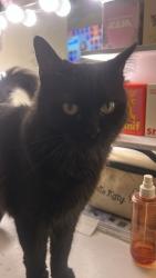 Reunited Female Cat last seen El molino st, Bloomington, CA 92316