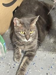 Found/Stray Female Cat last seen Garden Branch ct, Cinco Ranch, TX 77450