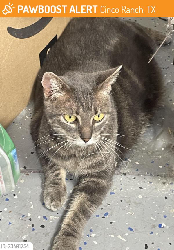 Rehomed Female Cat last seen Garden Branch ct, Cinco Ranch, TX 77450