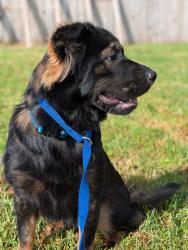 Found/Stray Unknown Dog last seen Kilrush Dr, off Alexandria Dr, Lexington, KY 40504