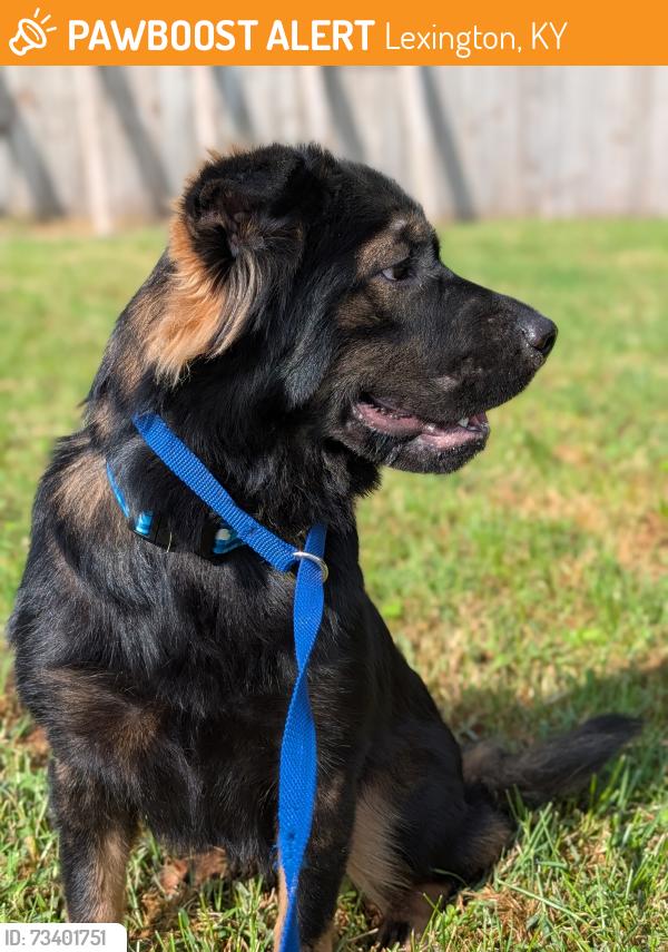 Found/Stray Unknown Dog last seen Kilrush Dr, off Alexandria Dr, Lexington, KY 40504
