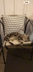 Lost Male Cat last seen 13th and Cecil, Indianapolis, IN 46219