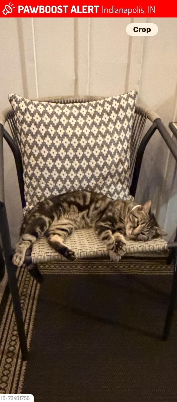 Lost Male Cat last seen 13th and Cecil, Indianapolis, IN 46219