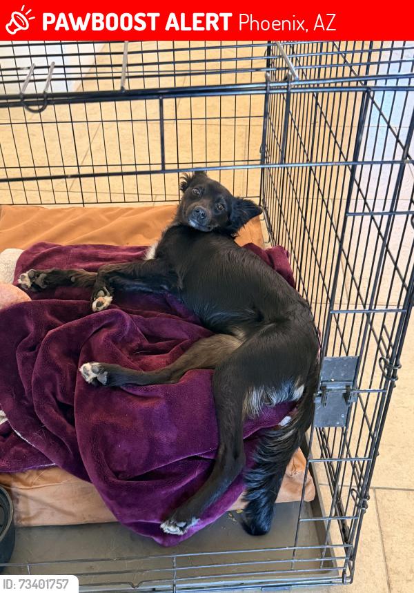 Lost Female Dog last seen 15th Lane and Cloud Road, Phoenix, AZ 85086