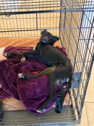 Lost Female Dog last seen 15th Lane and Cloud Road, Phoenix, AZ 85086