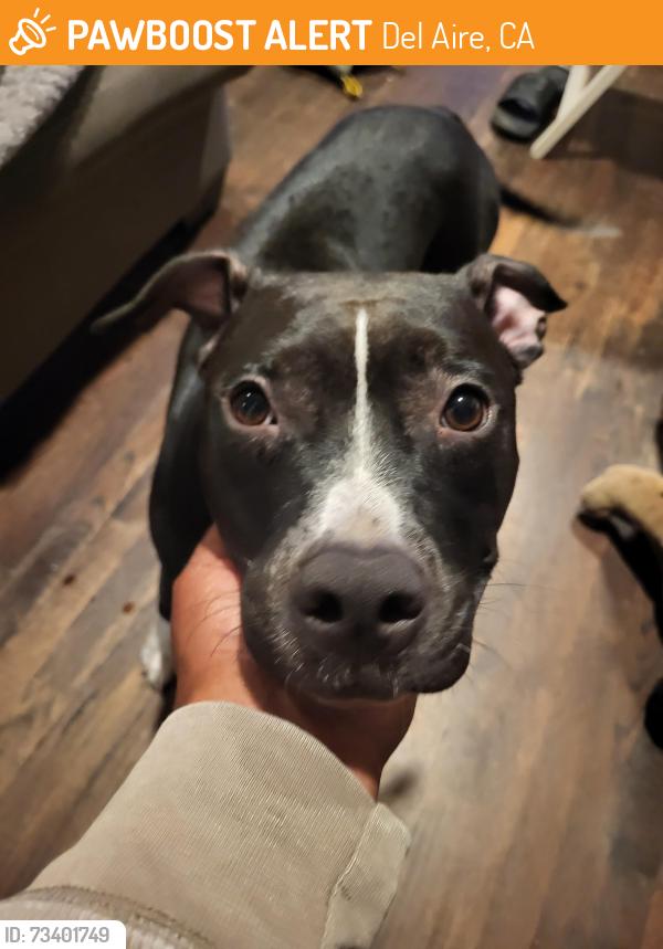 Found/Stray Female Dog last seen 138th and la cienega in Wiseburn, Del Aire, CA 90250