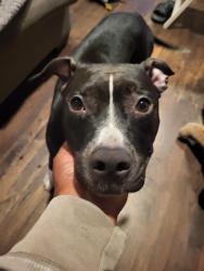 Found/Stray Female Dog last seen 138th and la cienega in Wiseburn, Del Aire, CA 90250