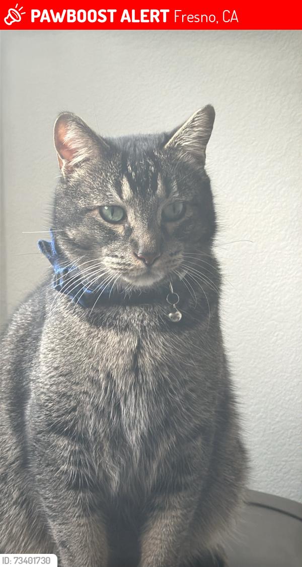 Lost Male Cat last seen Weldon and Applegate ave, Fresno, CA 93737