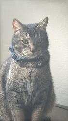 Lost Male Cat last seen Weldon and Applegate ave, Fresno, CA 93737