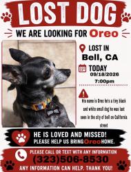 Reunited Male Dog last seen Near California Ave, Bell, CA 90201, USA, Bell, CA 90201