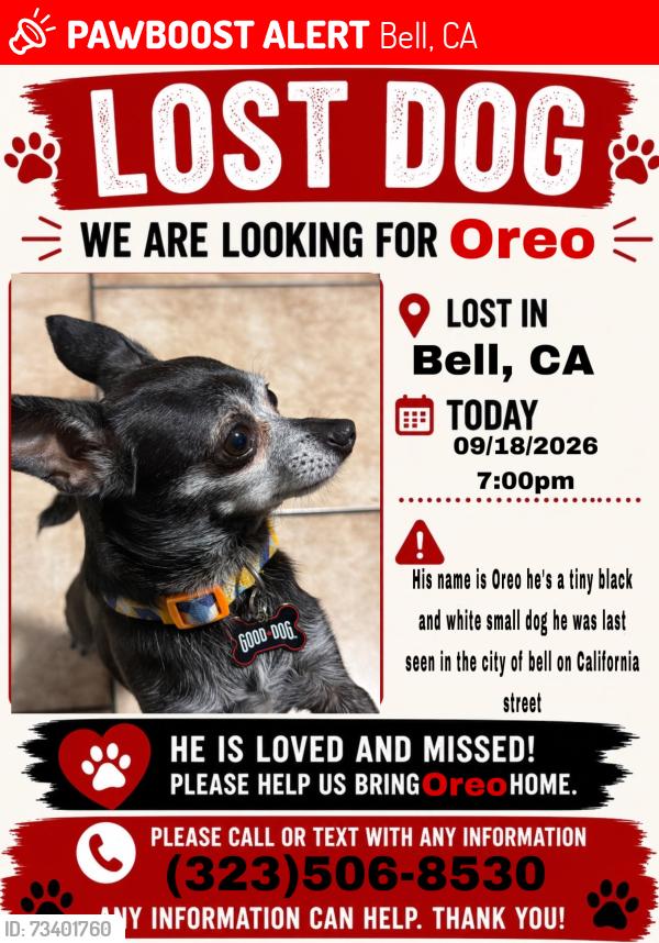 Lost Male Dog last seen California Ave, Bell, CA 90201