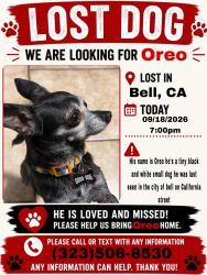 Lost Male Dog last seen California Ave, Bell, CA 90201