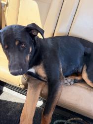 Lost Female Dog last seen 15th Lane and Cloud Road, Phoenix, AZ 85086