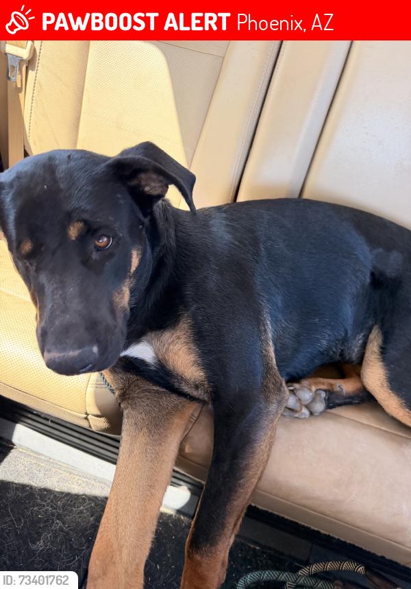 Lost Female Dog last seen 15th Lane and Cloud Road, Phoenix, AZ 85086