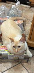Lost Male Cat last seen Santana Heights community right across the street from the Walmart plaza, San Tan Valley, AZ 85142