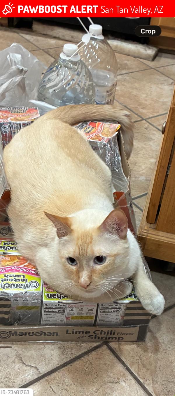 Lost Male Cat last seen Santana Heights community right across the street from the Walmart plaza, San Tan Valley, AZ 85142