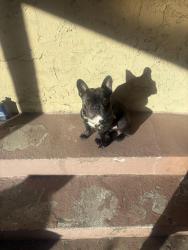 Reunited Male Dog last seen Sheldon Arleta Park, Los Angeles, CA 91352
