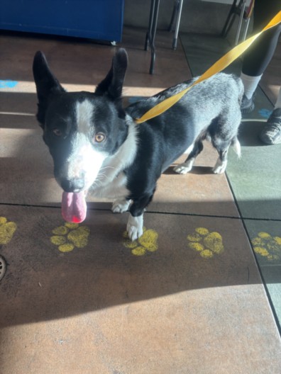 Shelter Stray Male Dog last seen , 14409 Vanowen St, Van Nuys, CA 91405, USA
