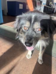 Shelter Stray Male Dog last seen , 14409 Vanowen St, Van Nuys, CA 91405, USA
