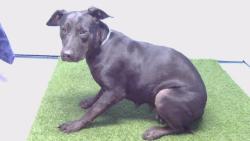 Shelter Stray Female Dog last seen , 216 W Victoria St, Gardena, CA 90248, USA