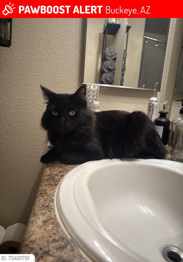 Lost Male Cat last seen W Covey Lane & W Zachary Drive - Copper Ridge in Sun City Festival Neighborhood., Buckeye, AZ 85396