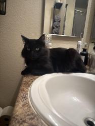 Lost Male Cat last seen W Covey Lane & W Zachary Drive - Copper Ridge in Sun City Festival Neighborhood., Buckeye, AZ 85396
