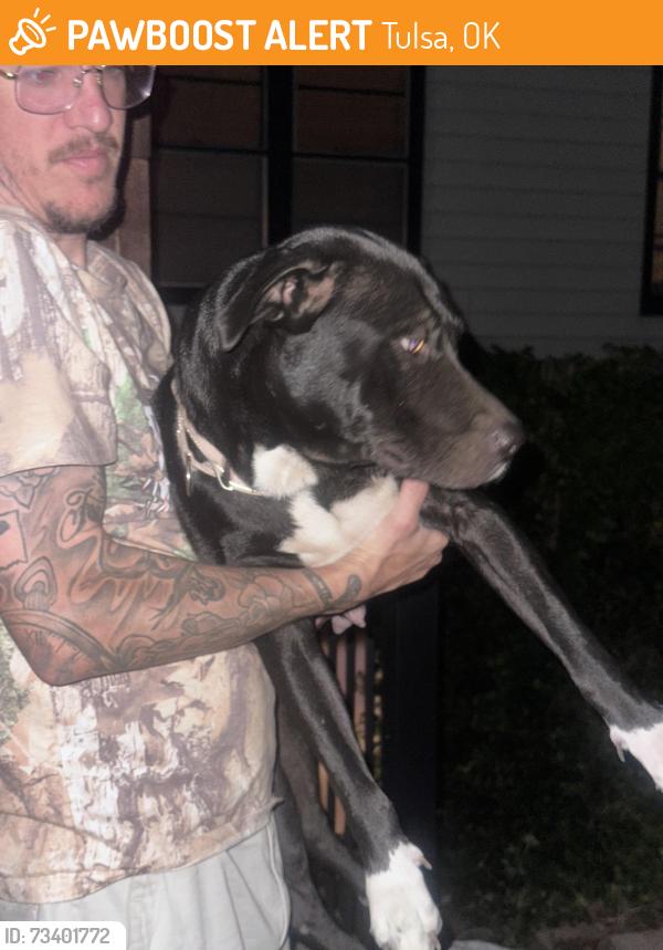 Found/Stray Unknown Dog last seen Midas on 11th, Tulsa, OK 74112