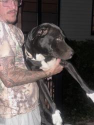 Found/Stray Unknown Dog last seen Midas on 11th, Tulsa, OK 74112