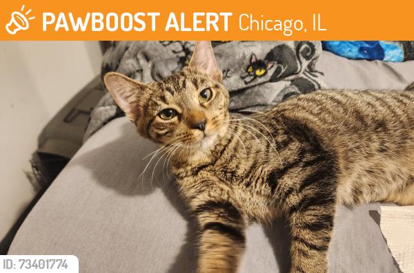 Found/Stray Female Cat last seen Kostner and kildare, Chicago, IL 60639