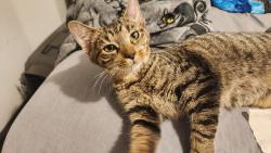 Found/Stray Female Cat last seen Kostner and kildare, Chicago, IL 60639