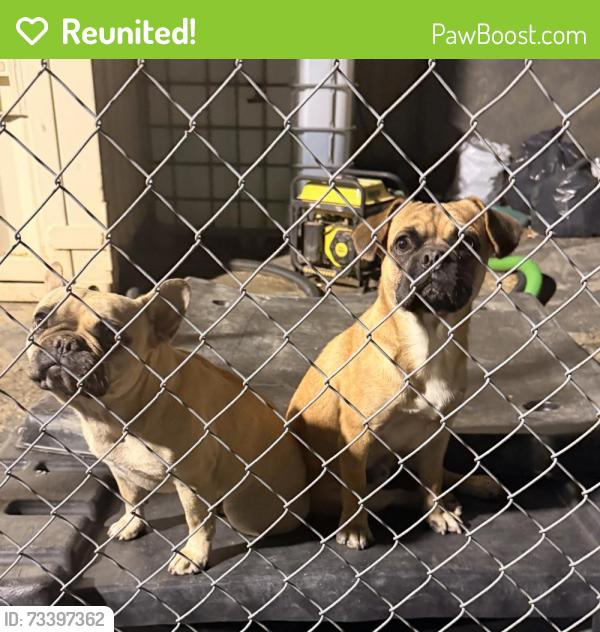 Reunited Male Dog last seen Palmdale blvd, Palmdale, CA 93550