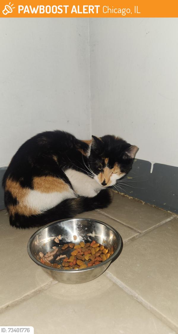 Found/Stray Female Cat last seen Kostner and kildare, Chicago, IL 60639