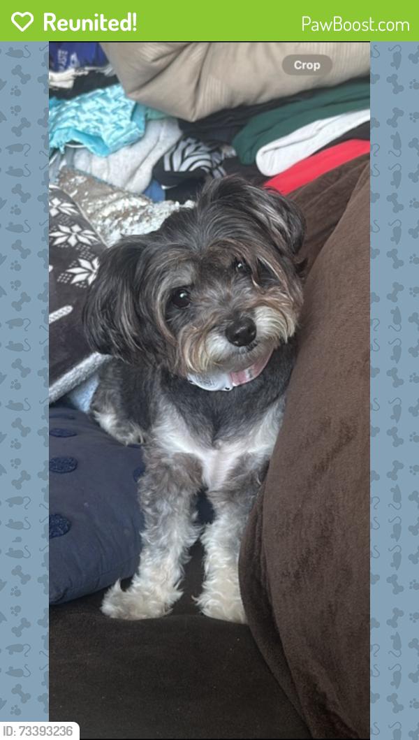 Reunited Female Dog last seen Alverson road next to sunset elementary school, San Diego, CA 92173