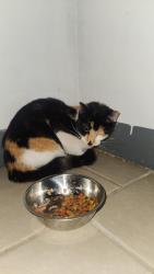 Found/Stray Female Cat last seen Kostner and kildare, Chicago, IL 60639