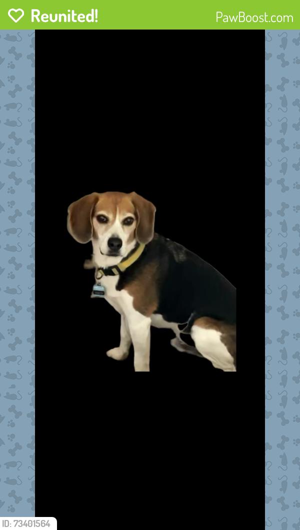 Reunited Male Dog last seen Delight ave, El Cajon, CA 92021
