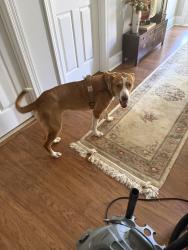Found/Stray Female Dog last seen Unknown, Dahlonega, GA 30533