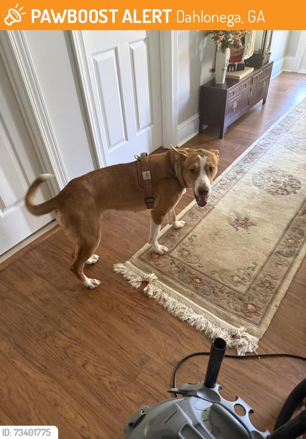 Found/Stray Female Dog last seen Unknown, Dahlonega, GA 30533