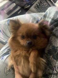 Lost Female Dog last seen Running down the sidewalk on 3307 W 133rd St, Lemoli Ave, Hawthorne, CA 90250