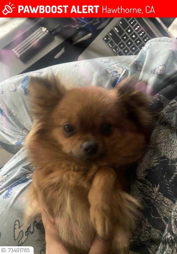 Lost Female Dog last seen Running down the sidewalk on 3307 W 133rd St, Lemoli Ave, Hawthorne, CA 90250