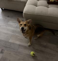 Found/Stray Female Dog last seen Near the fire station on Kent Ave, Metairie 70001, Metairie, LA 70001