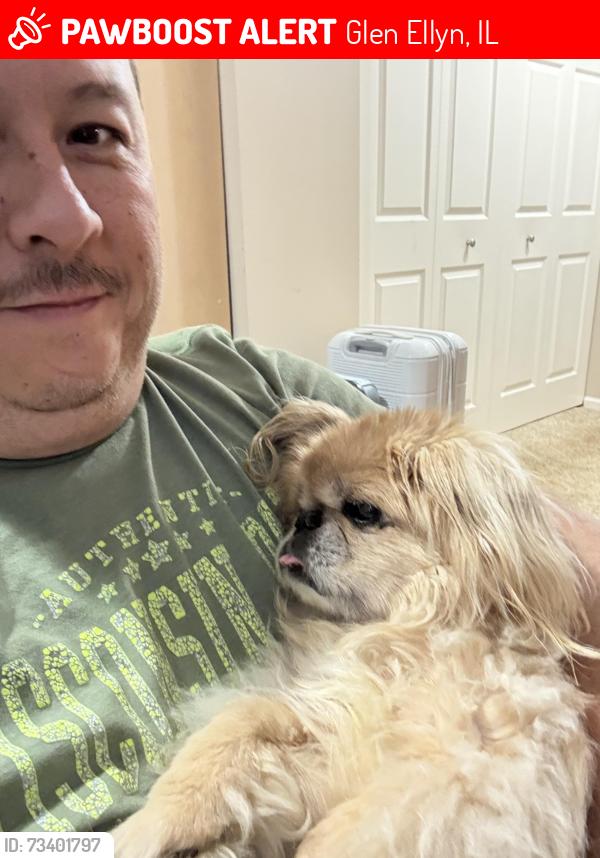 Lost Female Dog last seen Lambert, Glen Ellyn, IL 60137