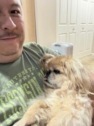 Lost Female Dog last seen Lambert, Glen Ellyn, IL 60137
