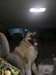 Found/Stray Male Dog last seen Elrovia and Cedar, El Monte, CA 91732