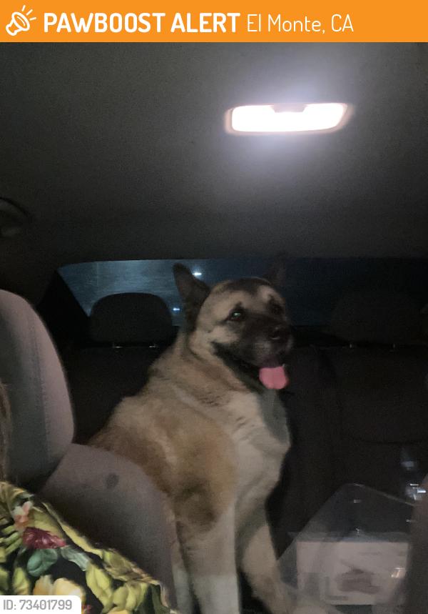 Found/Stray Male Dog last seen Elrovia and Cedar, El Monte, CA 91732