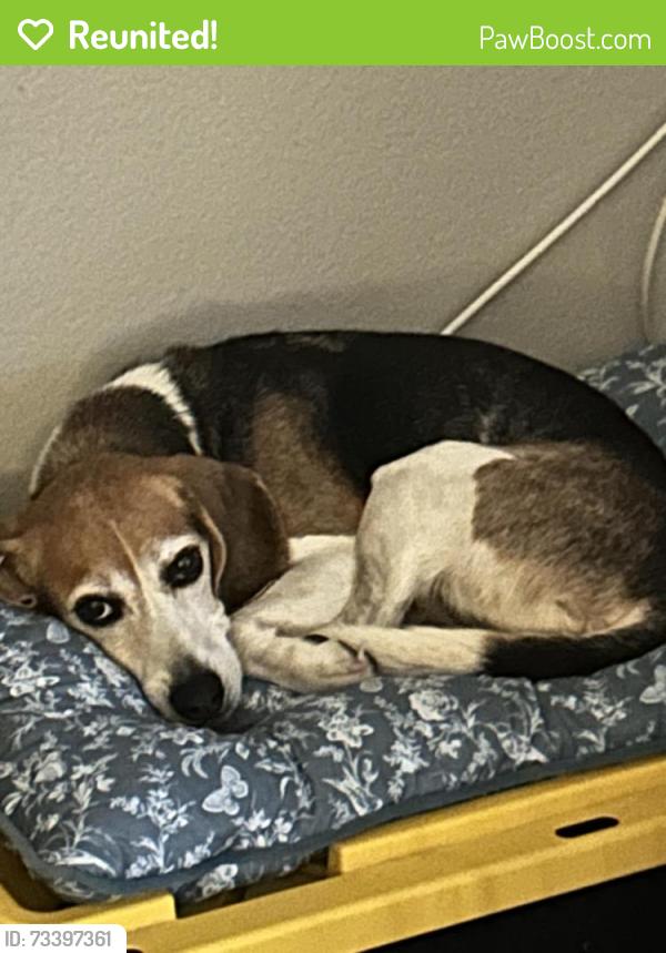 Reunited Male Dog last seen Greenfield middle school, El Cajon, CA 92021