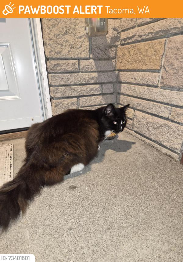 Found/Stray Male Cat last seen 115th and A, Tacoma, WA 98445