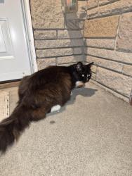 Found/Stray Male Cat last seen 115th and A, Tacoma, WA 98445