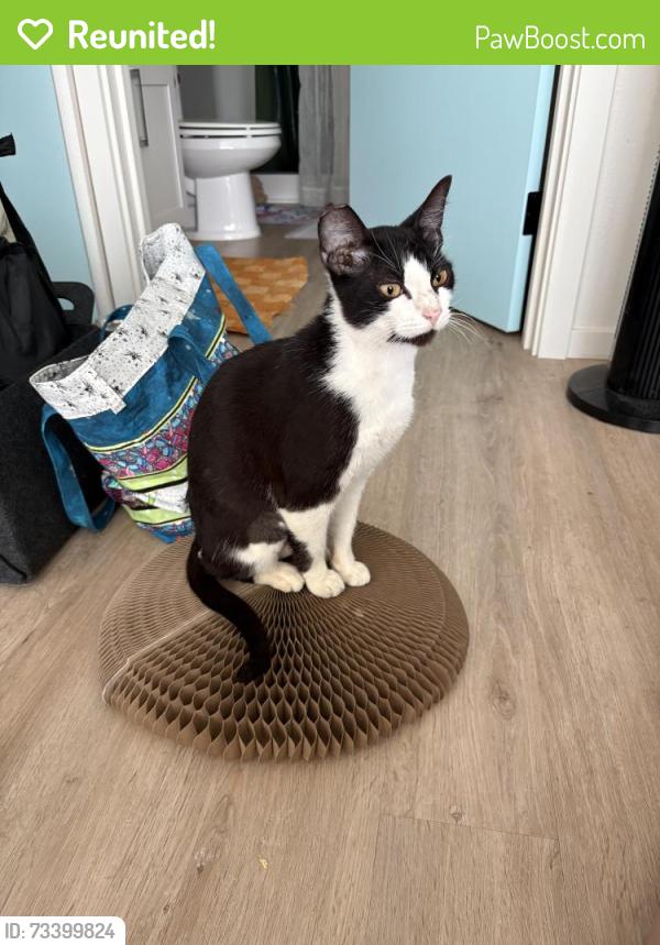 Reunited Female Cat last seen Bryant Montessori School, Tacoma, WA 98405