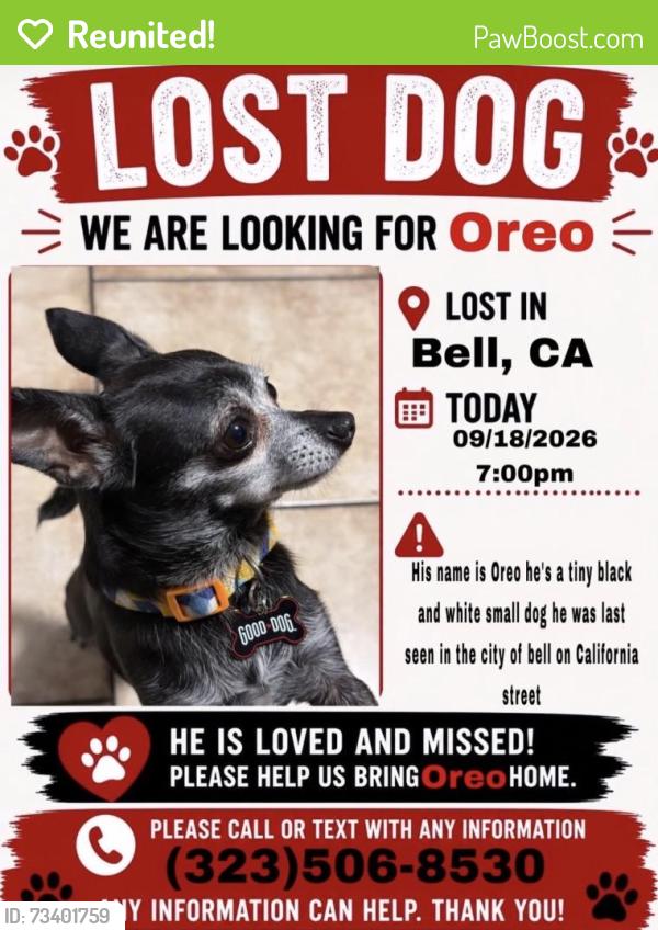 Reunited Male Dog last seen Near California Ave, Bell, CA 90201, USA, Bell, CA 90201